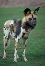 African Hunting Dog
