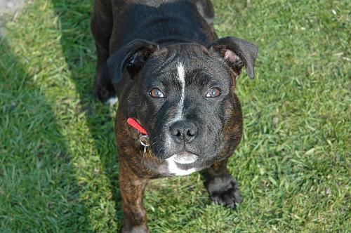 American Staffordshire Terrier