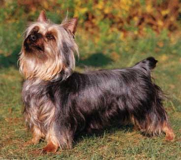 Australian Terrier