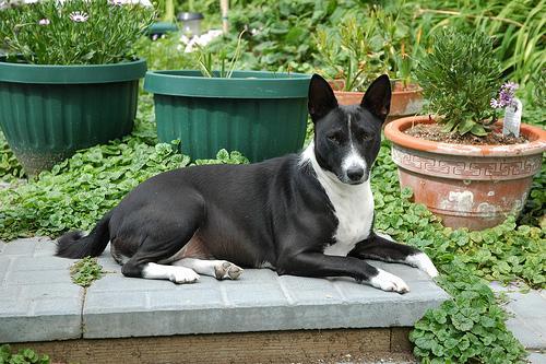 Basenji