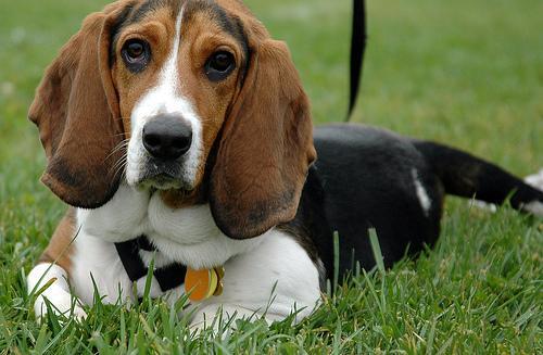 Basset