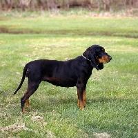 Black And Tan Coonhound