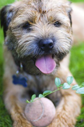 Border Terrier