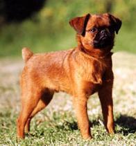 Brabancon Griffon