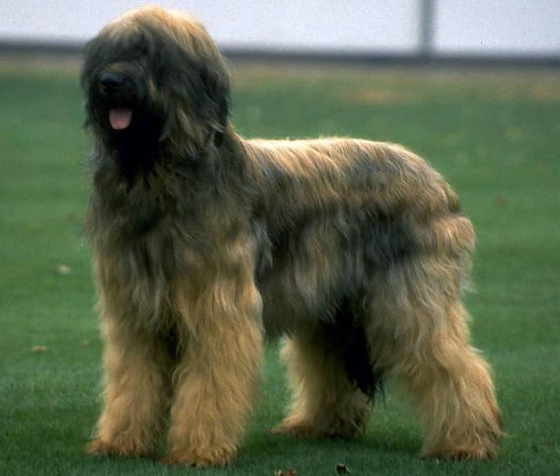 Briard