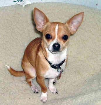 Chihuahua