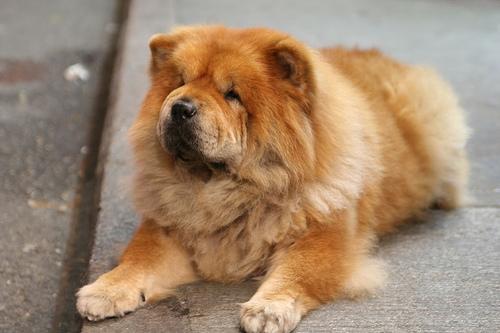 Chow