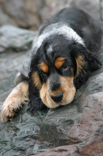 Cocker Spaniel