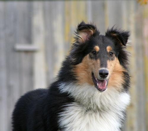 Collie