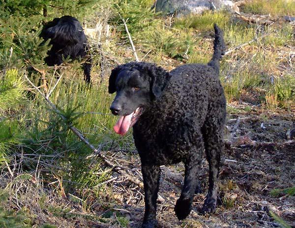 Curly Coated Retriever