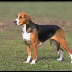 English Foxhound