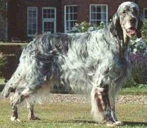 English Setter