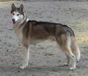Eskimo Dog