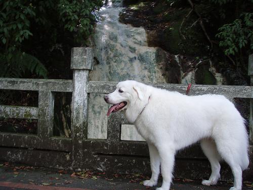 Great Pyrenees