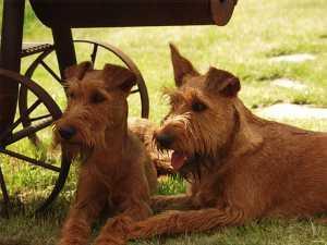 Irish Terrier