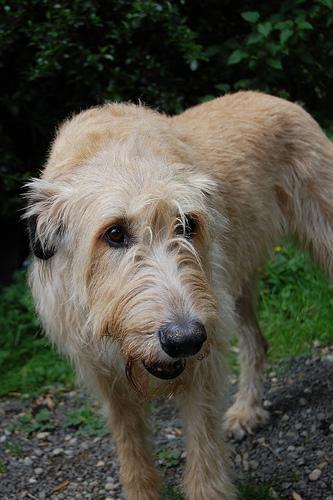 Irish Wolfhound