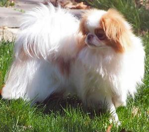Japanese Spaniel