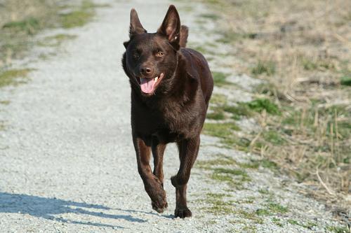 Kelpie