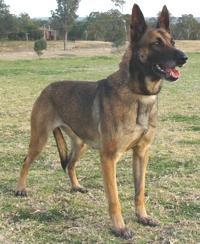 Malinois