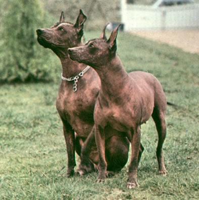 Mexican Hairless