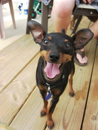Miniature Pinscher