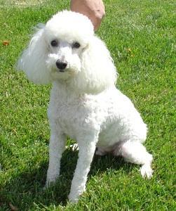 Miniature Poodle