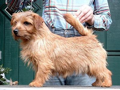 Norfolk Terrier
