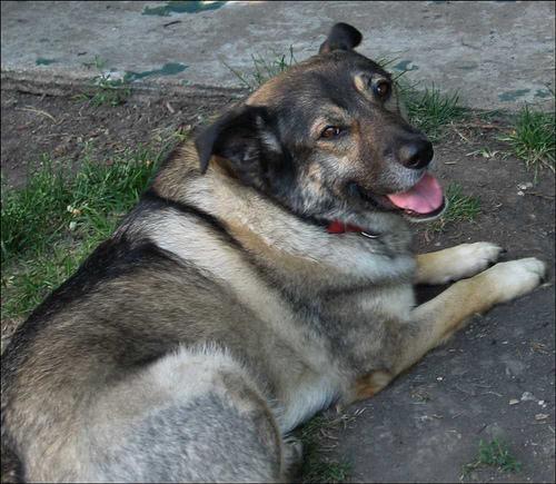 Norwegian Elkhound