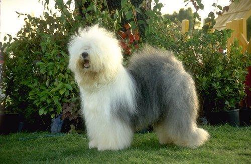 Old English Sheepdog