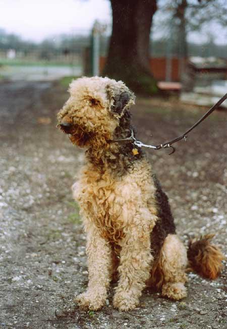 Otterhound