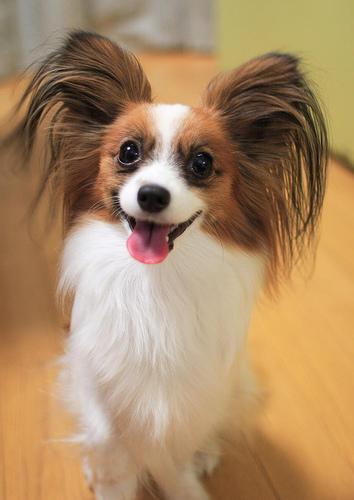 Papillon