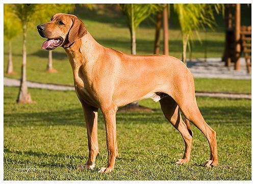 Rhodesian Ridgeback