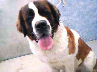 Saint Bernard