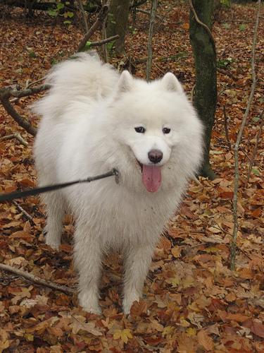 Samoyed