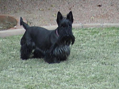 Scotch Terrier