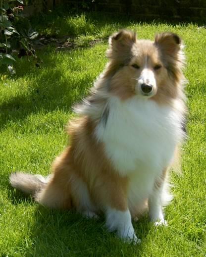 Shetland Sheepdog