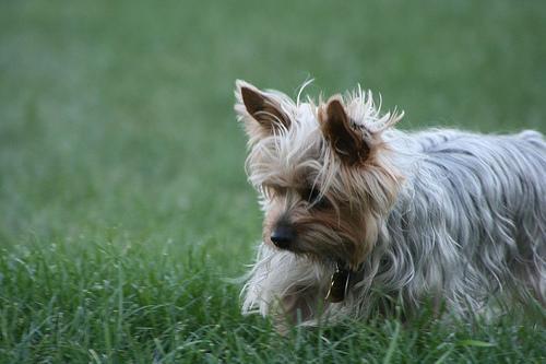 Silky Terrier