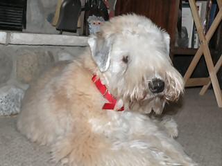 Soft Coated Wheaten Terrier
