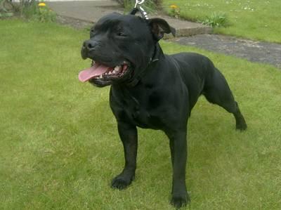 Staffordshire Bullterrier