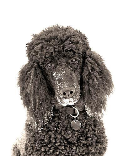 Standard Poodle