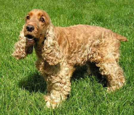 Sussex Spaniel