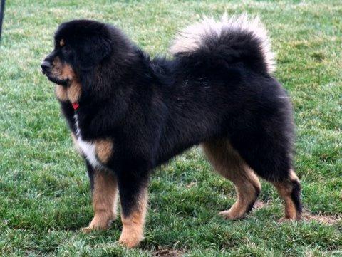 Tibetan Mastiff