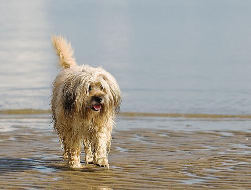 Tibetan Terrier