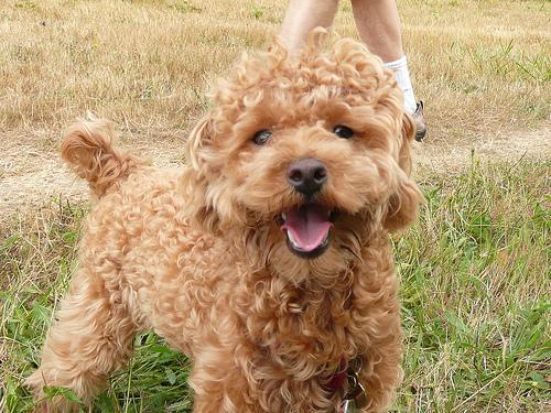 Toy Poodle