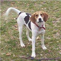 Walker Hound