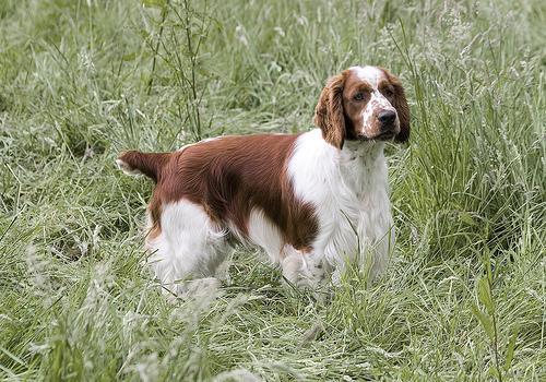 Welsh Springer Spaniel