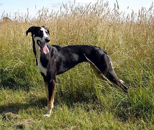 Whippet