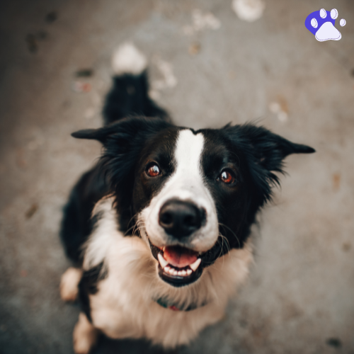 id my dog